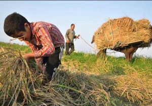 شالیکوبی‌های فرسوده؛ عامل پنهان واردات برنج
