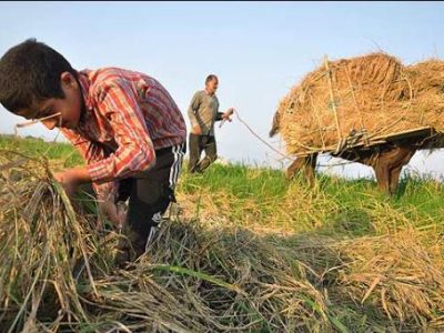 شالیکوبی‌های فرسوده؛ عامل پنهان واردات برنج