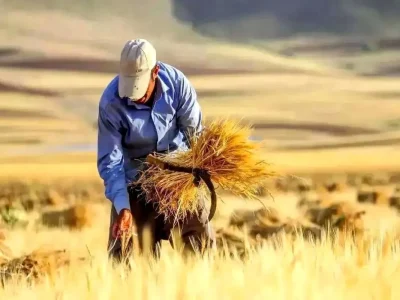 قیمت خرید تضمینی گندم ۱۴۰۵ اعلام نشد؛ کشاورزان بلاتکلیف ماندند