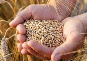 مجلس به‌دنبال اصلاح خرید گندم