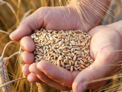 مجلس به‌دنبال اصلاح خرید گندم