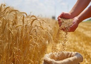 راه واردات گندم دامی باز شد