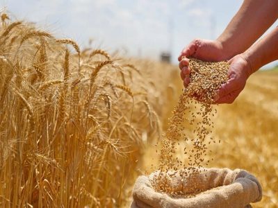 راه واردات گندم دامی باز شد